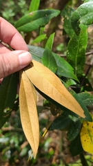 Persea humilis image