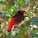 Guianan Red-Cotinga - Photo (c) Tomaz Nascimento de Melo, some rights reserved (CC BY-NC-ND), uploaded by Tomaz Nascimento de Melo