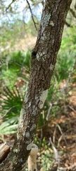 Persea humilis image