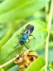 Augochlora pura mosieri