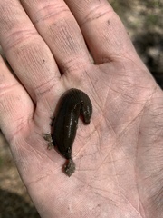 Haemopis
