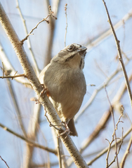 Aimophila notosticta