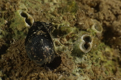 Haminoea exigua