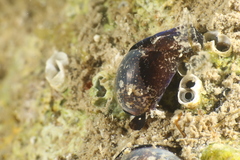 Haminoea exigua
