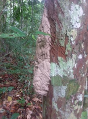 Constrictotermes cavifrons