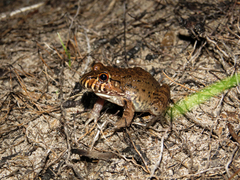 Leptodactylus labyrinthicus