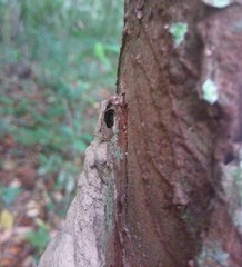 Constrictotermes cavifrons