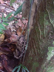 Constrictotermes cavifrons