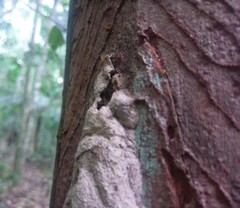 Constrictotermes cavifrons