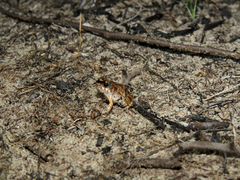 Physalaemus marmoratus