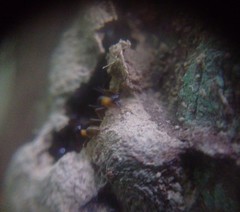 Constrictotermes cavifrons