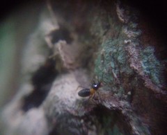 Constrictotermes cavifrons