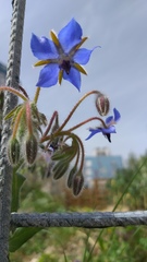 Borago officinalis