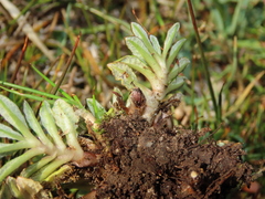 Eriachaenium magellanicum
