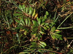 Eriachaenium magellanicum