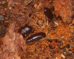 Uloma tenebrionoides