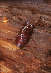Uloma tenebrionoides