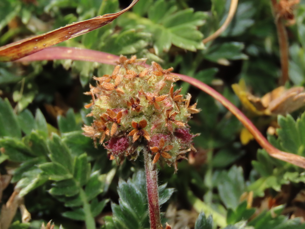 Acaena sericea