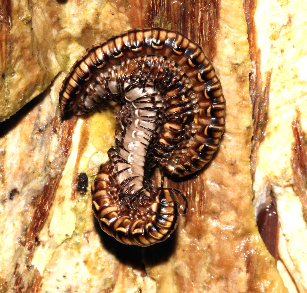 Paradoxosomatidae in March 2018 by juliegraham173 · iNaturalist