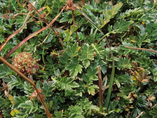 Acaena sericea, photograph 6