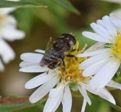 Copestylum tamaulipanum