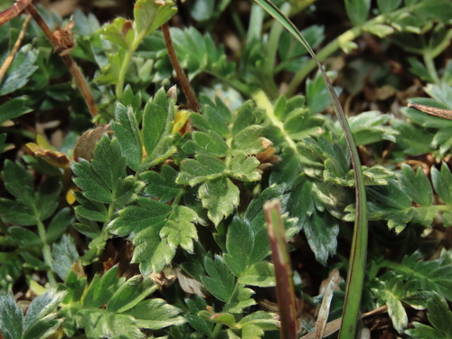 Acaena sericea, photograph 5