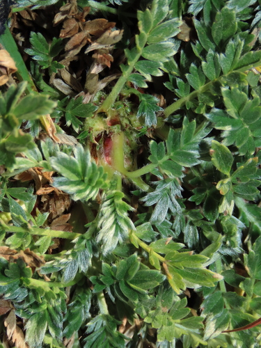 Acaena sericea, photograph 1