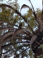 Parabuteo unicinctus