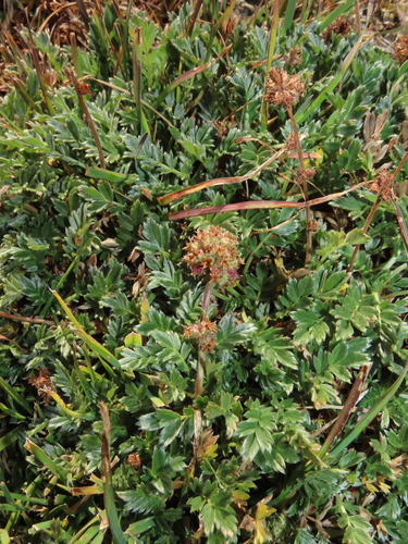 Acaena sericea, photograph 2