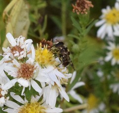 Copestylum tamaulipanum