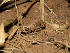 Physalaemus marmoratus