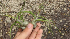 Tillandsia bulbosa