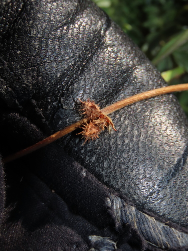 Acaena sericea, photograph 3