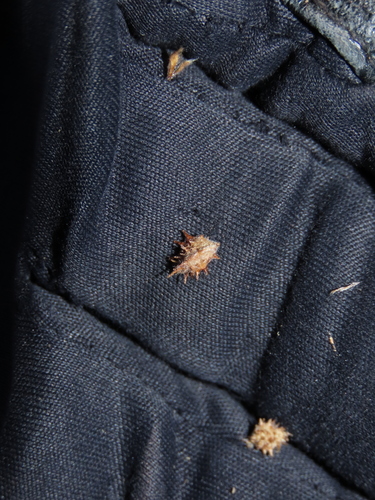 Acaena sericea, photograph 4