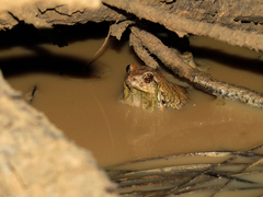 Physalaemus nattereri