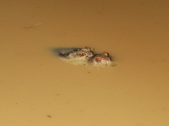 Physalaemus nattereri