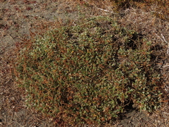Acaena caespitosa