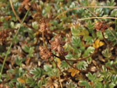 Acaena caespitosa