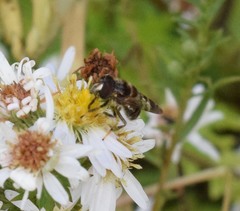 Copestylum tamaulipanum