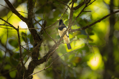 Arizelopsar femoralis