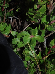 Baccharis patagonica