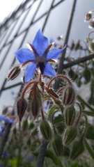 Borago officinalis