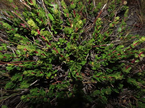 Image of Baccharis patagonica by (c) Nicolás Lavandero, some rights reserved (CC BY)