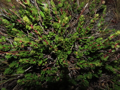 Baccharis patagonica