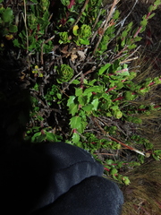 Baccharis patagonica