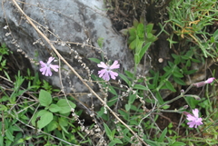Silene asclepiadea