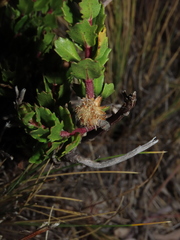 Baccharis patagonica