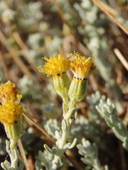 Senecio patagonicus