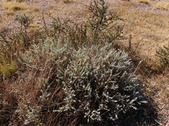 Senecio patagonicus