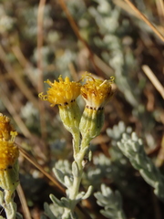 Senecio patagonicus